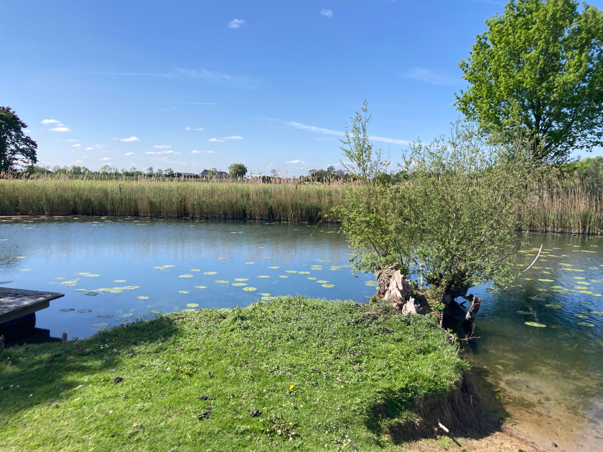 De kolk met waterlelies, riet en een knotwilg op de oever