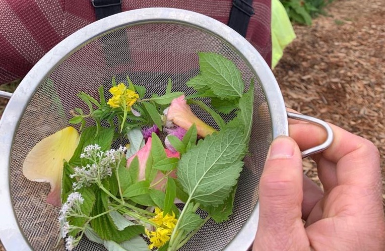 Geplukte wilde planten en bloemen in een zeef