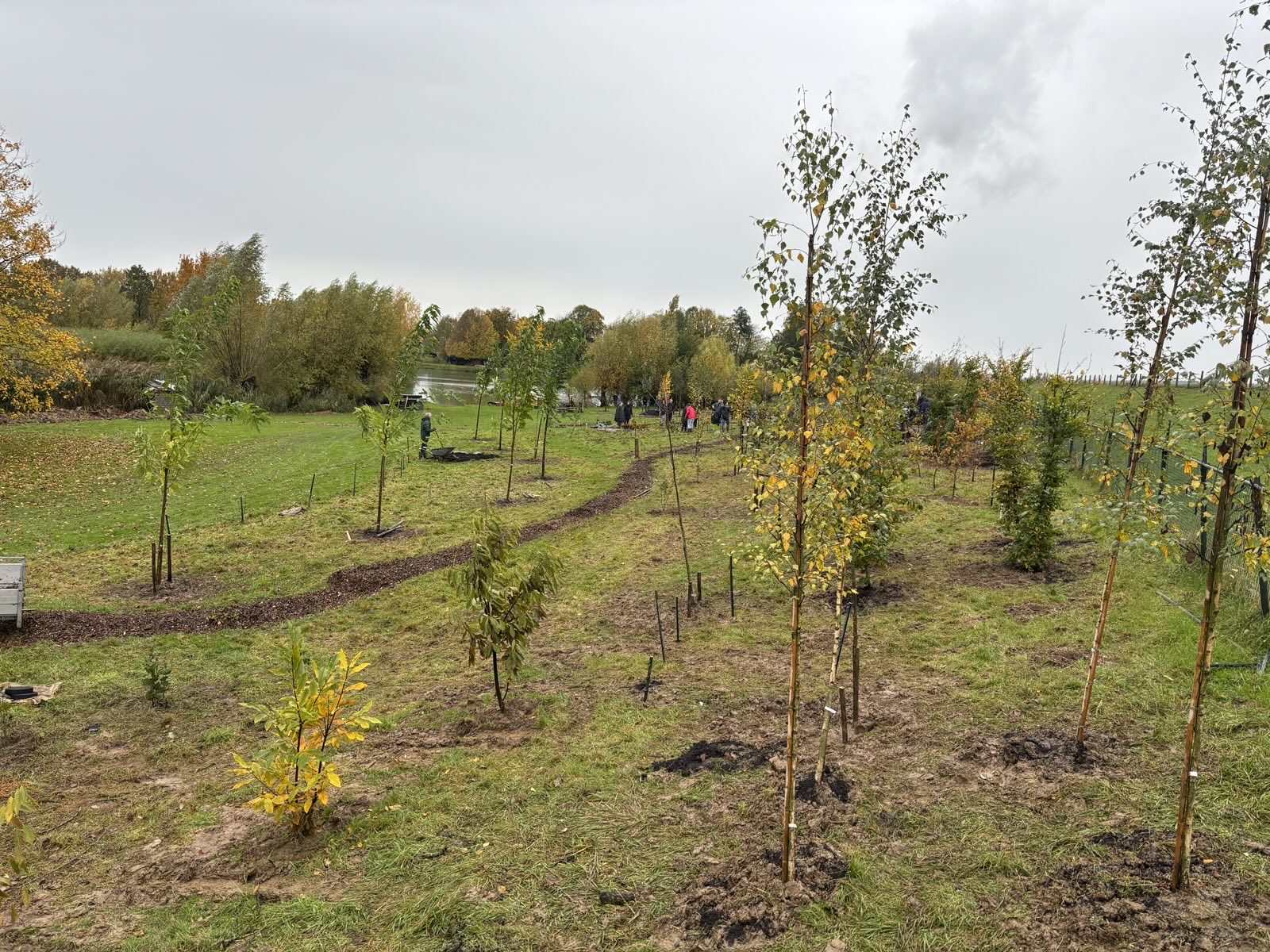 De eerste aanplant van bomen en struiken in het najaar